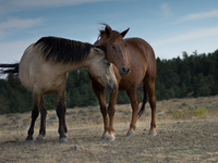 The Black Hills Wild Horse Sanctuary provides a home to America's Wild Mustangs. Over 1,000 animals run free on 11,000 acres of canyons and...