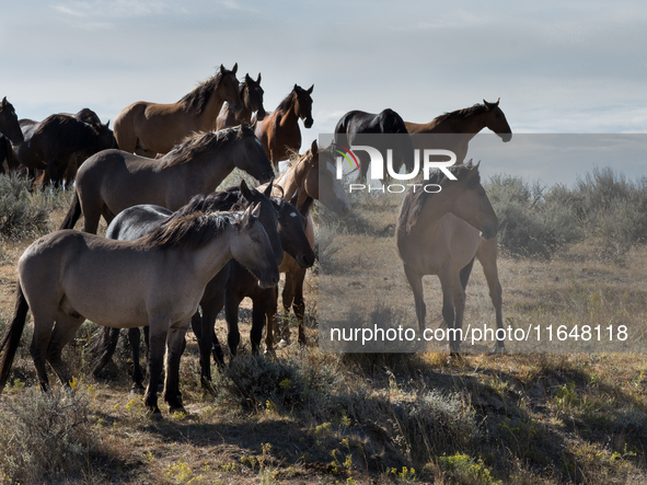 The Black Hills Wild Horse Sanctuary provides a home to America's Wild Mustangs. Over 1,000 animals run free on 11,000 acres of canyons and...