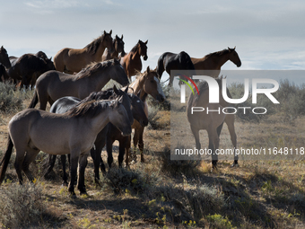 The Black Hills Wild Horse Sanctuary provides a home to America's Wild Mustangs. Over 1,000 animals run free on 11,000 acres of canyons and...