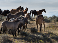 The Black Hills Wild Horse Sanctuary provides a home to America's Wild Mustangs. Over 1,000 animals run free on 11,000 acres of canyons and...