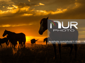 The Black Hills Wild Horse Sanctuary provides a home to America's Wild Mustangs. Over 1,000 animals run free on 11,000 acres of canyons and...