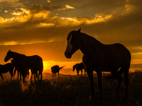 The Black Hills Wild Horse Sanctuary provides a home to America's Wild Mustangs. Over 1,000 animals run free on 11,000 acres of canyons and...