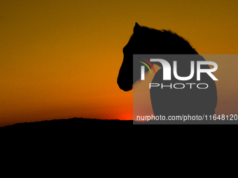 The Black Hills Wild Horse Sanctuary provides a home to America's Wild Mustangs. Over 1,000 animals run free on 11,000 acres of canyons and...