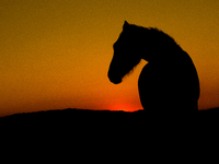 The Black Hills Wild Horse Sanctuary provides a home to America's Wild Mustangs. Over 1,000 animals run free on 11,000 acres of canyons and...