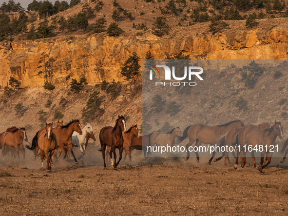 The Black Hills Wild Horse Sanctuary provides a home to America's Wild Mustangs. Over 1,000 animals run free on 11,000 acres of canyons and...