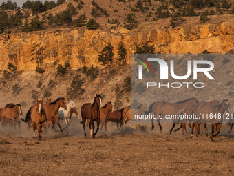 The Black Hills Wild Horse Sanctuary provides a home to America's Wild Mustangs. Over 1,000 animals run free on 11,000 acres of canyons and...