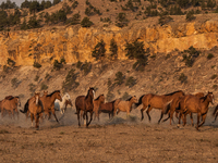 The Black Hills Wild Horse Sanctuary provides a home to America's Wild Mustangs. Over 1,000 animals run free on 11,000 acres of canyons and...