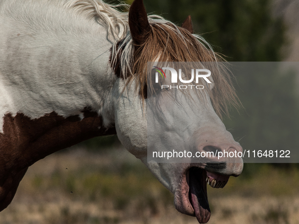 The Black Hills Wild Horse Sanctuary provides a home to America's Wild Mustangs. Over 1,000 animals run free on 11,000 acres of canyons and...