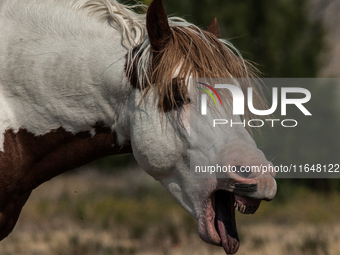 The Black Hills Wild Horse Sanctuary provides a home to America's Wild Mustangs. Over 1,000 animals run free on 11,000 acres of canyons and...