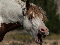 The Black Hills Wild Horse Sanctuary provides a home to America's Wild Mustangs. Over 1,000 animals run free on 11,000 acres of canyons and...