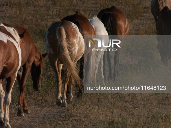 The Black Hills Wild Horse Sanctuary provides a home to America's Wild Mustangs. Over 1,000 animals run free on 11,000 acres of canyons and...