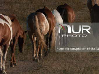 The Black Hills Wild Horse Sanctuary provides a home to America's Wild Mustangs. Over 1,000 animals run free on 11,000 acres of canyons and...