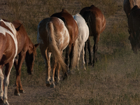 The Black Hills Wild Horse Sanctuary provides a home to America's Wild Mustangs. Over 1,000 animals run free on 11,000 acres of canyons and...