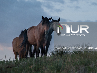 The Black Hills Wild Horse Sanctuary provides a home to America's Wild Mustangs. Over 1,000 animals run free on 11,000 acres of canyons and...