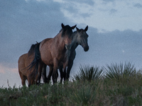 The Black Hills Wild Horse Sanctuary provides a home to America's Wild Mustangs. Over 1,000 animals run free on 11,000 acres of canyons and...