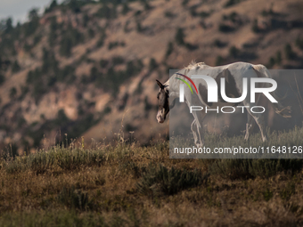 The Black Hills Wild Horse Sanctuary provides a home to America's Wild Mustangs. Over 1,000 animals run free on 11,000 acres of canyons and...