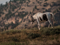 The Black Hills Wild Horse Sanctuary provides a home to America's Wild Mustangs. Over 1,000 animals run free on 11,000 acres of canyons and...