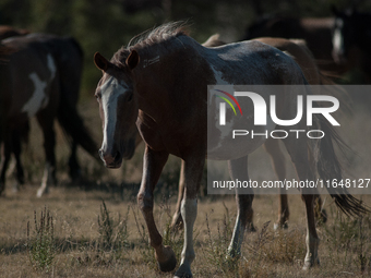 The Black Hills Wild Horse Sanctuary provides a home to America's Wild Mustangs. Over 1,000 animals run free on 11,000 acres of canyons and...