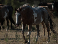 The Black Hills Wild Horse Sanctuary provides a home to America's Wild Mustangs. Over 1,000 animals run free on 11,000 acres of canyons and...