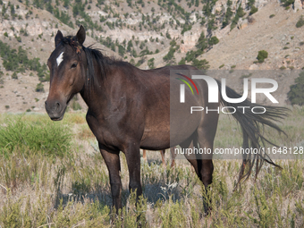 The Black Hills Wild Horse Sanctuary provides a home to America's Wild Mustangs. Over 1,000 animals run free on 11,000 acres of canyons and...