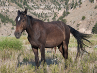 The Black Hills Wild Horse Sanctuary provides a home to America's Wild Mustangs. Over 1,000 animals run free on 11,000 acres of canyons and...