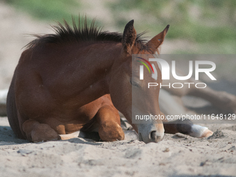 The Black Hills Wild Horse Sanctuary provides a home to America's Wild Mustangs. Over 1,000 animals run free on 11,000 acres of canyons and...