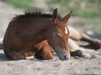 The Black Hills Wild Horse Sanctuary provides a home to America's Wild Mustangs. Over 1,000 animals run free on 11,000 acres of canyons and...