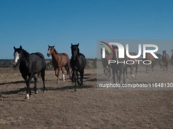 The Black Hills Wild Horse Sanctuary provides a home to America's Wild Mustangs. Over 1,000 animals run free on 11,000 acres of canyons and...