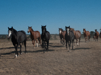 The Black Hills Wild Horse Sanctuary provides a home to America's Wild Mustangs. Over 1,000 animals run free on 11,000 acres of canyons and...