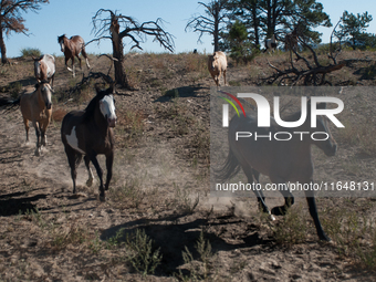 The Black Hills Wild Horse Sanctuary provides a home to America's Wild Mustangs. Over 1,000 animals run free on 11,000 acres of canyons and...