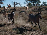 The Black Hills Wild Horse Sanctuary provides a home to America's Wild Mustangs. Over 1,000 animals run free on 11,000 acres of canyons and...