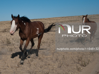 The Black Hills Wild Horse Sanctuary provides a home to America's Wild Mustangs. Over 1,000 animals run free on 11,000 acres of canyons and...