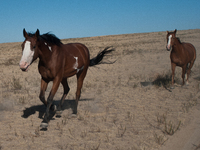 The Black Hills Wild Horse Sanctuary provides a home to America's Wild Mustangs. Over 1,000 animals run free on 11,000 acres of canyons and...