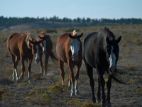 The Black Hills Wild Horse Sanctuary provides a home to America's Wild Mustangs. Over 1,000 animals run free on 11,000 acres of canyons and...