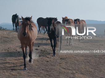 The Black Hills Wild Horse Sanctuary provides a home to America's Wild Mustangs. Over 1,000 animals run free on 11,000 acres of canyons and...