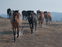 The Black Hills Wild Horse Sanctuary provides a home to America's Wild Mustangs. Over 1,000 animals run free on 11,000 acres of canyons and...