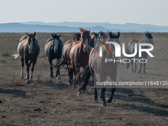 The Black Hills Wild Horse Sanctuary provides a home to America's Wild Mustangs. Over 1,000 animals run free on 11,000 acres of canyons and...