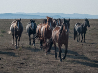 The Black Hills Wild Horse Sanctuary provides a home to America's Wild Mustangs. Over 1,000 animals run free on 11,000 acres of canyons and...