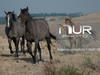 The Black Hills Wild Horse Sanctuary provides a home to America's Wild Mustangs. Over 1,000 animals run free on 11,000 acres of canyons and...