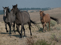 The Black Hills Wild Horse Sanctuary provides a home to America's Wild Mustangs. Over 1,000 animals run free on 11,000 acres of canyons and...