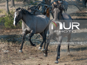 The Black Hills Wild Horse Sanctuary provides a home to America's Wild Mustangs. Over 1,000 animals run free on 11,000 acres of canyons and...