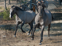 The Black Hills Wild Horse Sanctuary provides a home to America's Wild Mustangs. Over 1,000 animals run free on 11,000 acres of canyons and...