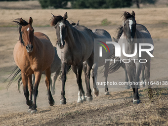 The Black Hills Wild Horse Sanctuary provides a home to America's Wild Mustangs. Over 1,000 animals run free on 11,000 acres of canyons and...