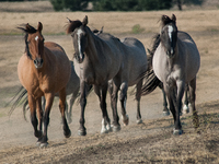 The Black Hills Wild Horse Sanctuary provides a home to America's Wild Mustangs. Over 1,000 animals run free on 11,000 acres of canyons and...