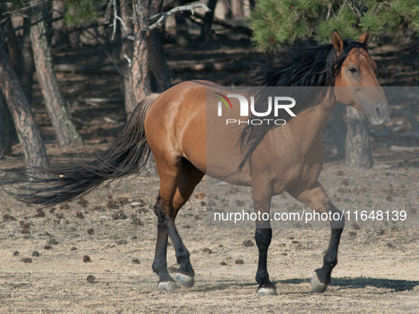 The Black Hills Wild Horse Sanctuary provides a home to America's Wild Mustangs. Over 1,000 animals run free on 11,000 acres of canyons and...