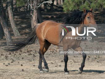 The Black Hills Wild Horse Sanctuary provides a home to America's Wild Mustangs. Over 1,000 animals run free on 11,000 acres of canyons and...