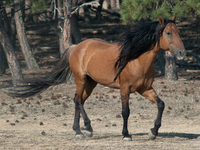 The Black Hills Wild Horse Sanctuary provides a home to America's Wild Mustangs. Over 1,000 animals run free on 11,000 acres of canyons and...