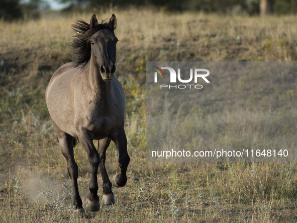 The Black Hills Wild Horse Sanctuary provides a home to America's Wild Mustangs. Over 1,000 animals run free on 11,000 acres of canyons and...