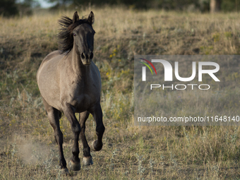 The Black Hills Wild Horse Sanctuary provides a home to America's Wild Mustangs. Over 1,000 animals run free on 11,000 acres of canyons and...