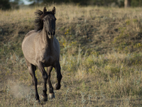 The Black Hills Wild Horse Sanctuary provides a home to America's Wild Mustangs. Over 1,000 animals run free on 11,000 acres of canyons and...